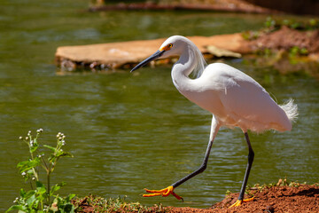 great blue heron ardea alba