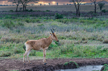 Alcelaphus buselaphus hartebeest in the Wild Tanzania 