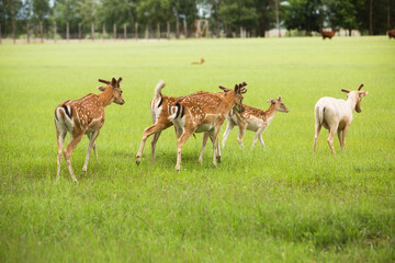 Naklejka na ściany i meble Young deer are walking in the reserve.