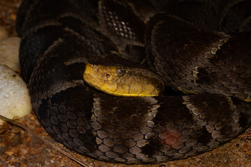 close up of a snake