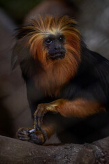 Fototapeta premium red face monkey