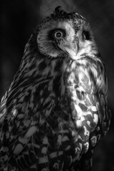 owl