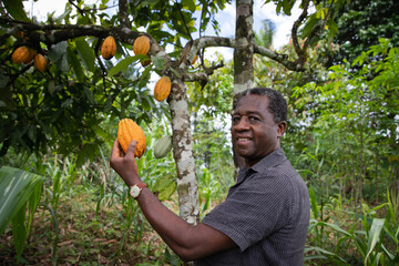 Smiling african farmer holds a cocoa pod in his hand. Black senior agriculturalist at his cocoa...
