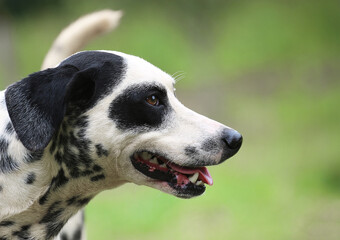 Olhar de dalmata lindo.