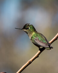 Hummingbird in a brench picaflor