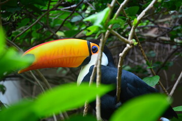 Tucano