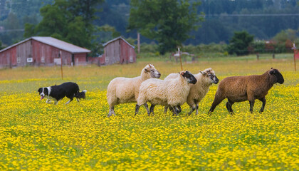 A border Collie sheep dog herding a group of sheep during a field trial in a field of yellow buttercup flowers near Scio Oregon - obrazy, fototapety, plakaty