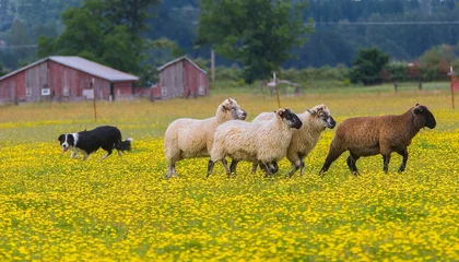 Poster A border Collie sheep dog herding a group of sheep during a field trial in a field of yellow buttercup flowers near Scio Oregon © Bob