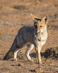 Fototapeta premium Chilla gray Fox in the chilean desert