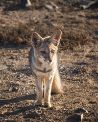 Chilla gray Fox in the chilean desert