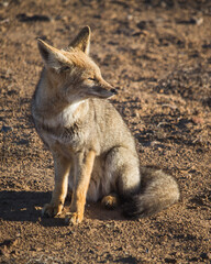 Chilla gray Fox in the chilean desert