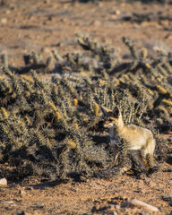 Chilla gray Fox in the chilean desert