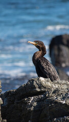 Cormoran yeco duck sunbath 