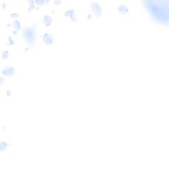 Light blue flower petals falling down. Original ro