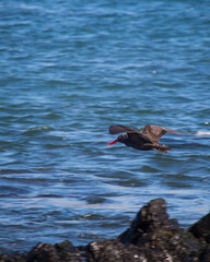 Bird in the coast side chile