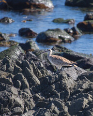 Bird in the coast side chile