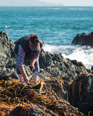 seaweed collector on the beach