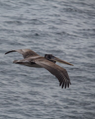 Naklejka premium Bird in the coast side chile