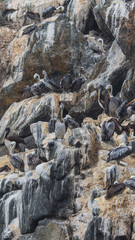 Pelicans in the rocks  coast side chile