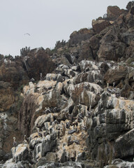 Pelicans in the rocks  coast side chile
