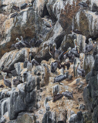 Pelicans in the rocks  coast side chile