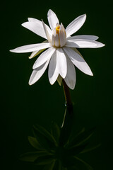 Fototapeta na wymiar Pond flower