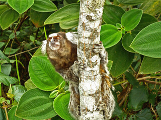 Looking friendly, the callithrix jacchus is a small monkey specie easily found in South America, specially in Brazil.