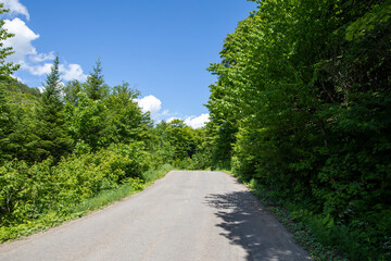 Fototapeta na wymiar Route dans la forêt lors d'une journée ensoleillée d'été avec des feuilles vertes dans les arbres autour