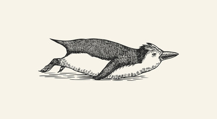 Royal penguin tobogganing. Cute small animal swimming or Diving. Vector graphics black and white drawing. Hand drawn sketch. Aquatic flightless bird.  © artbalitskiy