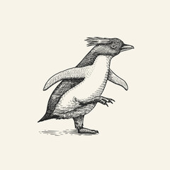 Erect-crested penguin or Macaroni. Cute small animal. Vector graphics black and white drawing. Hand drawn sketch. Aquatic flightless bird. 