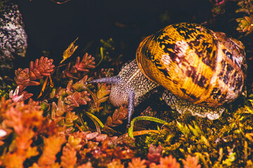 snail on a branch