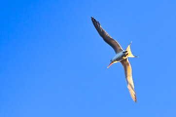 Flying free as Johnathan Livingston seagull