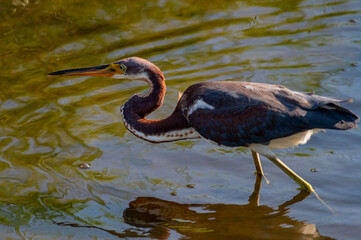 Tricolored Heron Hunting