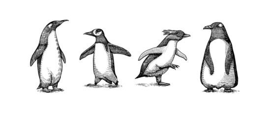 Obraz premium Emperor penguin and cute baby. Adult with juveniles. Small family set. Vector graphics black and white drawing. Hand drawn sketch. Group of aquatic flightless birds. African and Gentoo and King chick