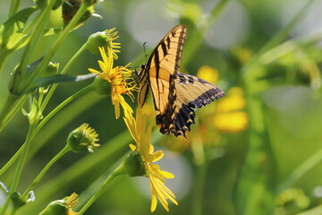 Swallowtail butterfly on Cup Flower, Busch Wildlife Area,  Missouri