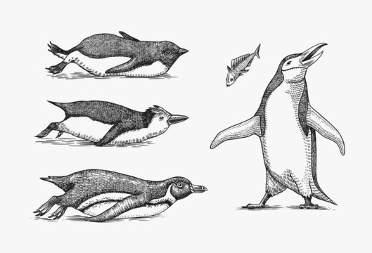 Emperor penguin tobogganing. Adult with juveniles. Small family set. Vector graphics black and white drawing. Hand drawn sketch. Group of aquatic flightless birds. African and Gentoo and King chick