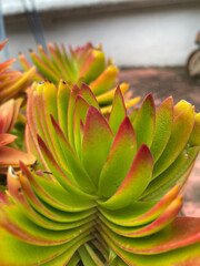 Fototapeta premium Cactacea colorida