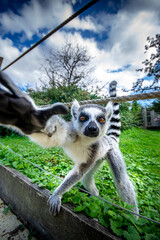 ring lemur