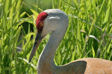 Sandhill Crane Close up shot