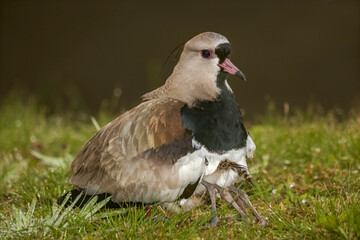 Fototapeta premium Southern Lapwing (Vanellus chilensis) Mom with her Baby Under the Wings - Quero-quero com seus Filhotes Embaixo das Asas 