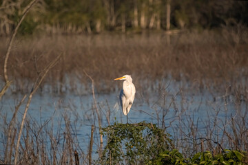 Great Egret (Ardea Alba) Heron on the Lakeshore - Garça--branca-grande na Margem do Lago
