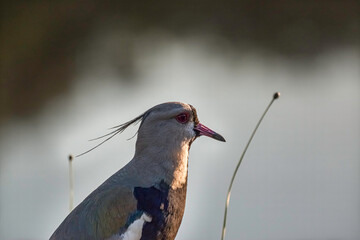 Southern Lapwing (Vanellus chilensis) Isolated with Blurred Background- Quero-quero Isolado com o Fundo Desfocado
