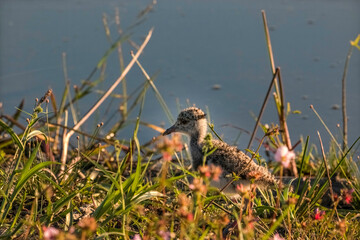 Southern Lapwing (Vanellus chilensis) Baby on the Grass on Lakeshore - Quero-quero Filhote na Grama na Margem do Lago
