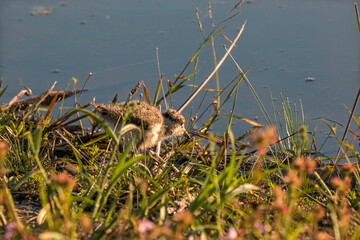 Naklejka na ściany i meble Southern Lapwing (Vanellus chilensis) Baby on the Grass on Lakeshore - Quero-quero Filhote na Grama na Margem do Lago 