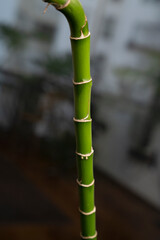 Friendship bamboo. Closeup view of segmented green stem of a Dracaena sanderiana, also known as Lucky Bamboo.