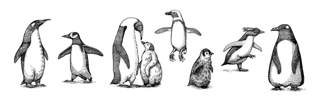Emperor penguin colony. Adult with juveniles. Small family set. Vector graphics black and white drawing. Hand drawn sketch. Group of aquatic flightless birds. African and Gentoo and King chick