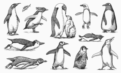 Emperor penguin and cute baby. Adult with juveniles. Small family set. Vector graphics black and white drawing. Hand drawn sketch. Group of aquatic flightless birds. African and Gentoo and King chick - obrazy, fototapety, plakaty