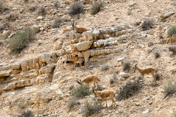 Nubian ibex (Latin - Capra nubiana)