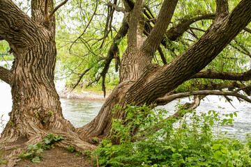 Vue sur le tronc d'arbre au bord d'un cours d'eau en été avec des feuilles vertes dans les branches