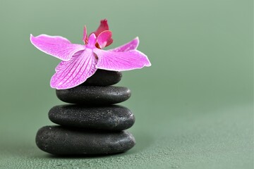 Spa Stones and Orchid Flower. Massage Stone. Black stones and pink orchid flower in water drops on green background.Beautiful Zen Stones. High quality photo